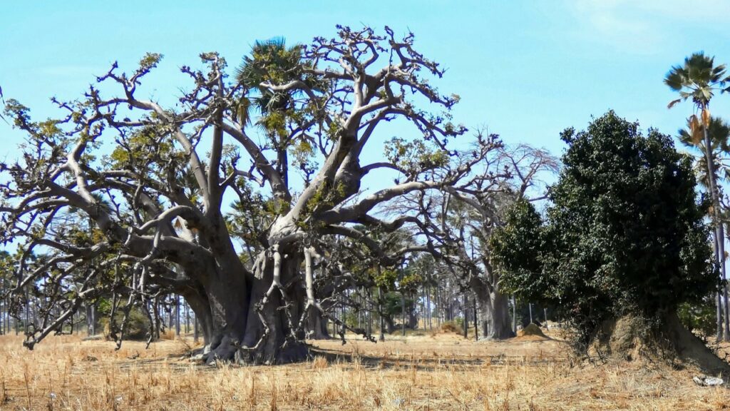 Forêt Baobab au Sénégal Tyché Company