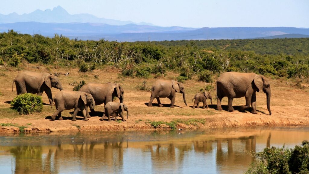 Voyage savane parc naturel animaux éléphants Afrique du Sud Tyché Company