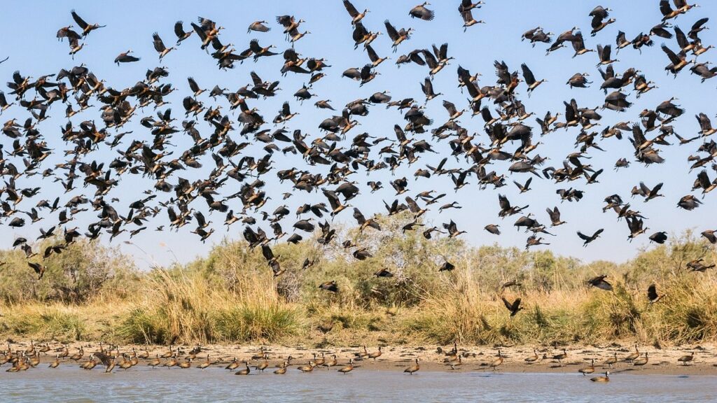 Oiseaux qui s'envolent vie sauvage au Sénégal Tyché Company