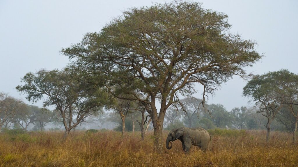 Paysage savane voyage au Bénin Agence de voyage Tyché Company